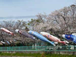 香流川沿いの桜