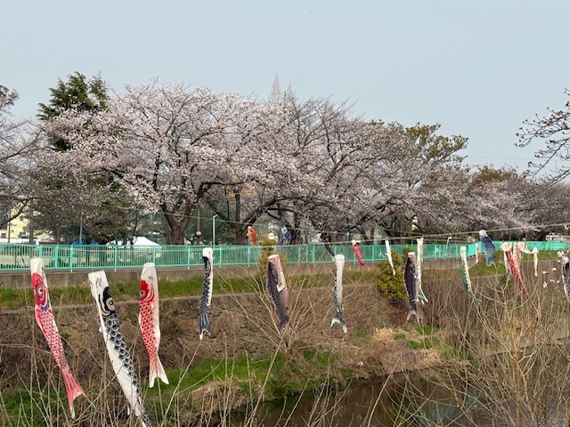 桜